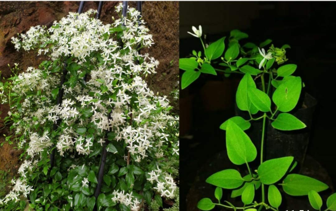 Bridal Bouquet Creeper Plant