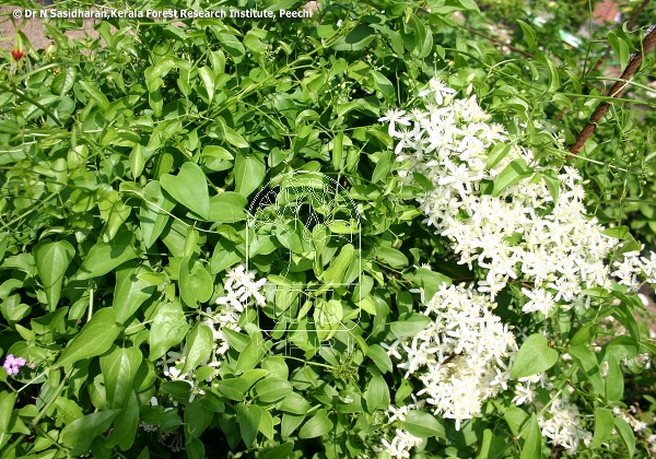 Bridal Bouquet Plant Kerala