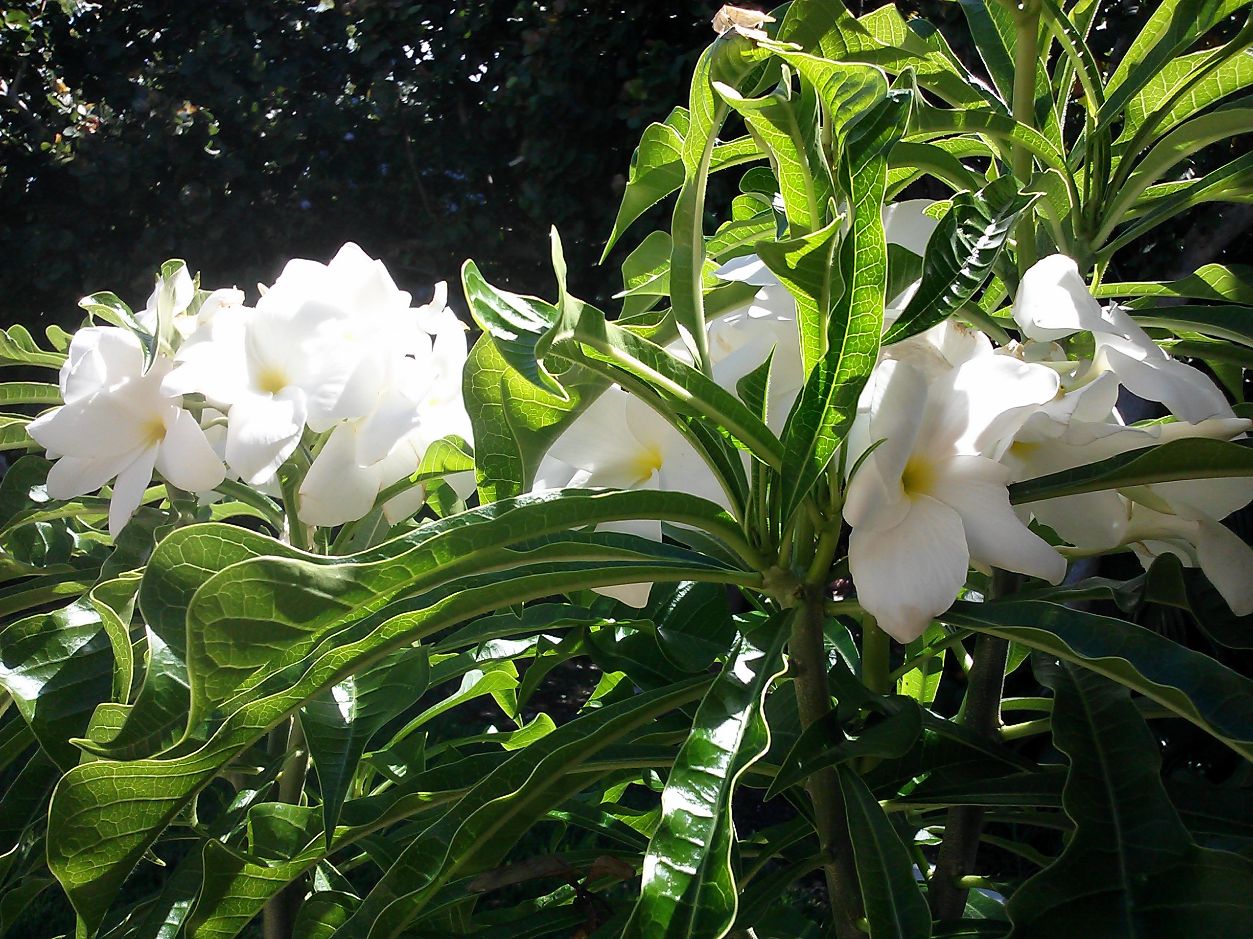 Bridal Bouquet Plant Propagation