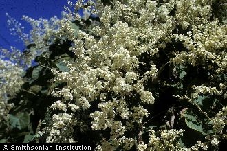 Bridal Bouquet Plant Scientific Name