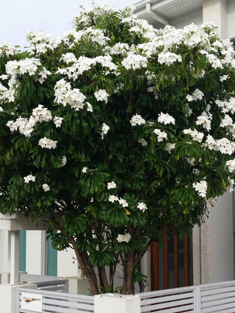 Bridal Bouquet Plant